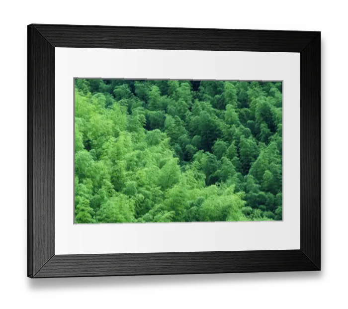 Framed Print : Bamboo forest, Anhui Province, China Framed Print : Bamboo forest, Anhui Province, China