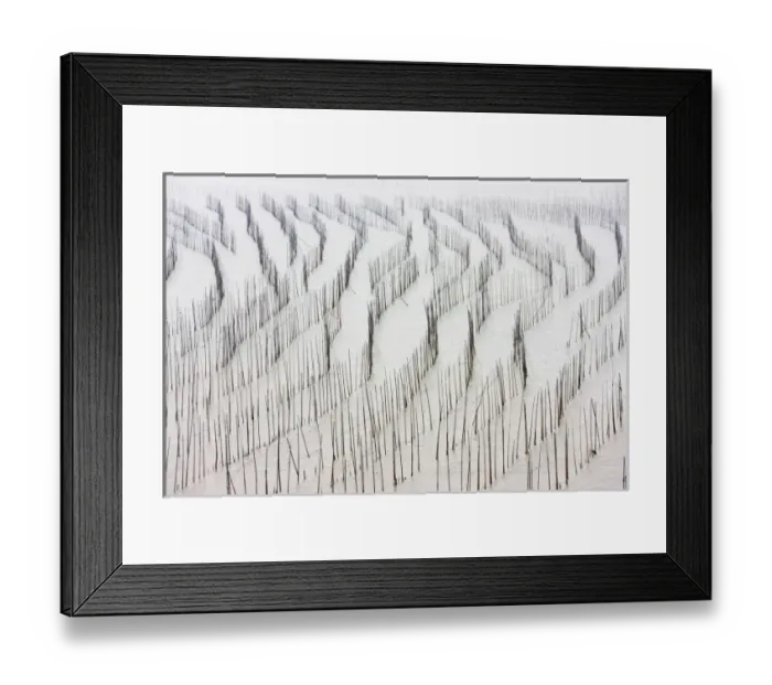 Framed Print : Bamboo sticks for drying seaweed, East China Sea, Xiapu, Fujian, China Framed Print : Bamboo sticks for drying seaweed, East China Sea, Xiapu, Fujian, China