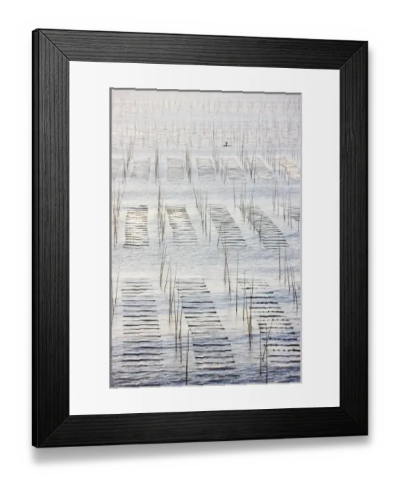 Framed Print : Fishing boat sailing through bamboo sticks for drying seaweed, East China Sea, Xiapu Framed Print : Fishing boat sailing through bamboo sticks for drying seaweed, East China Sea, Xiapu