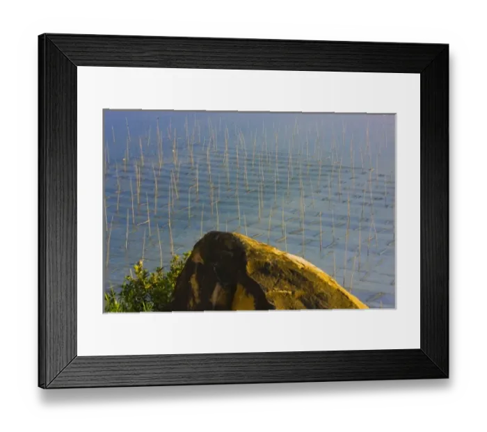Framed Print : Bamboo sticks for drying seaweed, East China Sea, Xiapu, Fujian, China Framed Print : Bamboo sticks for drying seaweed, East China Sea, Xiapu, Fujian, China
