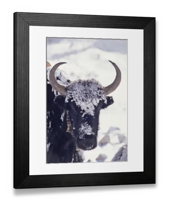 Framed Print : Himalayan yak in Rongbuk Glacier, Tibet, China Framed Print : Himalayan yak in Rongbuk Glacier, Tibet, China