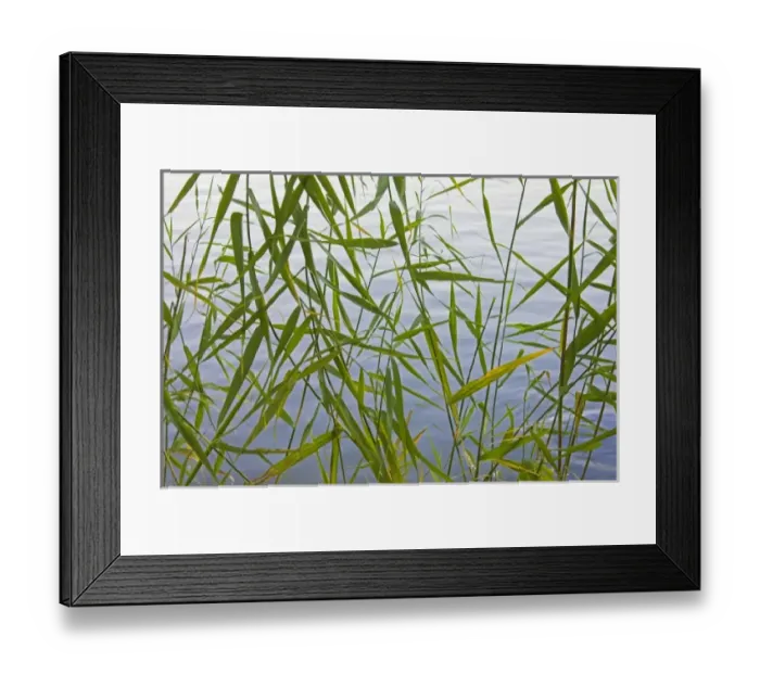 Framed Print : Bamboo by the lake, China Framed Print : Bamboo by the lake, China