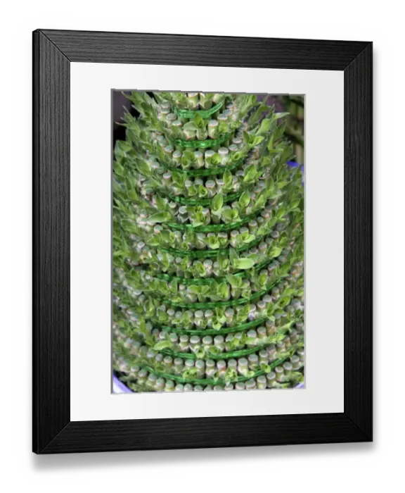 Framed Print : China, Chongqing. A lucky bamboo Christmas tree in a Chinese Flower Market in Chongqing Framed Print : China, Chongqing. A lucky bamboo Christmas tree in a Chinese Flower Market in Chongqing