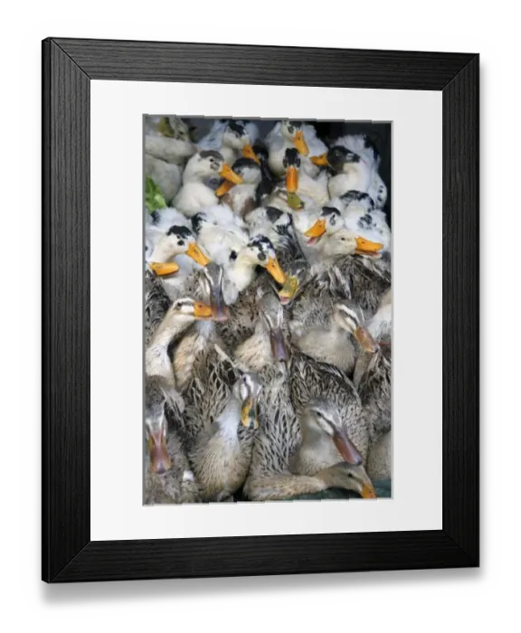 Framed Print : Asia, China