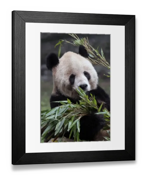 Framed Print : Asia, China Chongqing. Giant Panda at the Chongqing Zoo Framed Print : Asia, China Chongqing. Giant Panda at the Chongqing Zoo