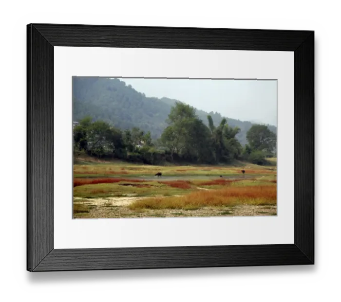 Framed Print : Asia, China, Guilin. Water Buffalo graze in autumn grasses along Li River Framed Print : Asia, China, Guilin. Water Buffalo graze in autumn grasses along Li River