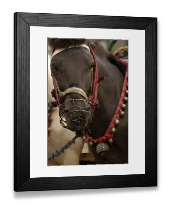 Framed Print : Tibetan Horse. Zhongdian. Deqin Tibetan Autonymous Prefecture. Yunnan Province. CHINA