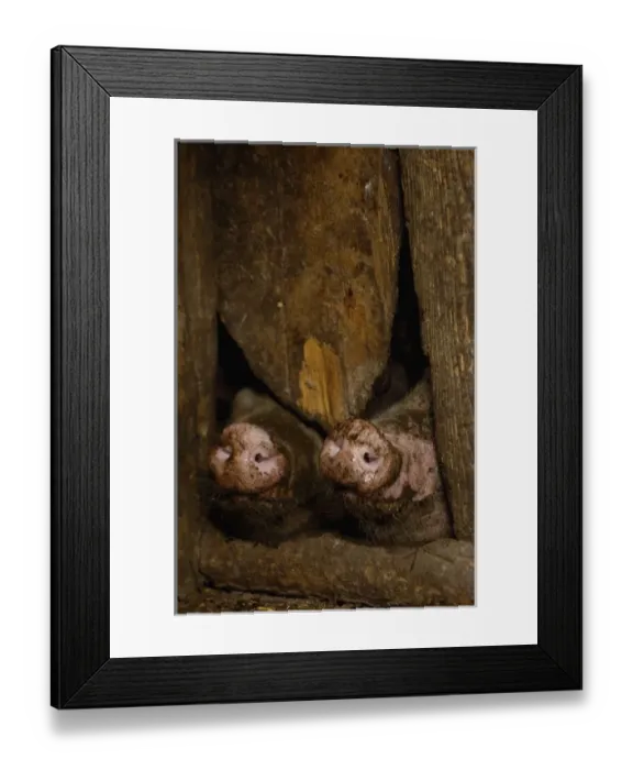 Framed Print : Pig snouts under door. Naxi Village near Lijiang. Yunnan Province, CHINA Framed Print : Pig snouts under door. Naxi Village near Lijiang. Yunnan Province, CHINA