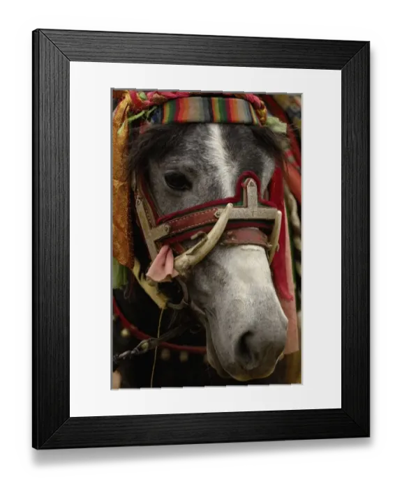 Framed Print : Horse at the Horse Racing Festival or Heavenly Steed Festival. Zhongdian