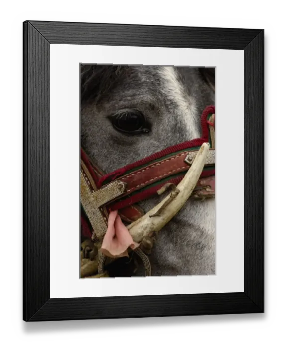 Framed Print : Horse at the Horse Racing Festival or Heavenly Steed Festival. Zhongdian Framed Print : Horse at the Horse Racing Festival or Heavenly Steed Festival. Zhongdian