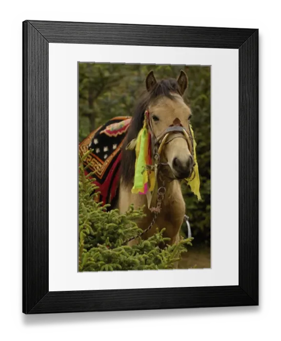 Framed Print : Asia, China