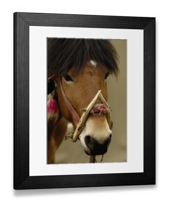 Framed Print : Horse at the Horse Racing Festival or Heavenly Steed Festival. Zhongdian Framed Print : Horse at the Horse Racing Festival or Heavenly Steed Festival. Zhongdian