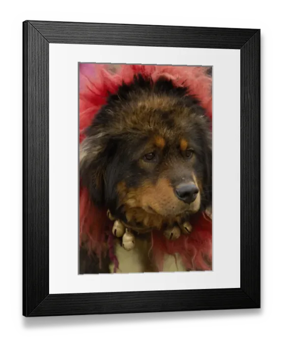 Framed Print : Tibetan mastif dog to compete at the Horse Racing Festival or Heavenly Steed Festival Framed Print : Tibetan mastif dog to compete at the Horse Racing Festival or Heavenly Steed Festival