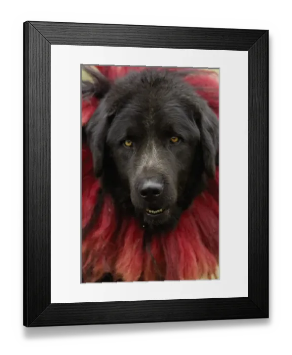 Framed Print : Tibetan mastif dog to compete at the Horse Racing Festival or Heavenly Steed Festival