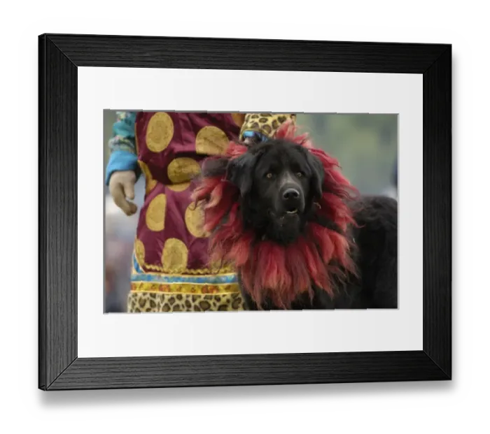 Framed Print : Tibetan mastif dog to compete at the Horse Racing Festival or Heavenly Steed Festival