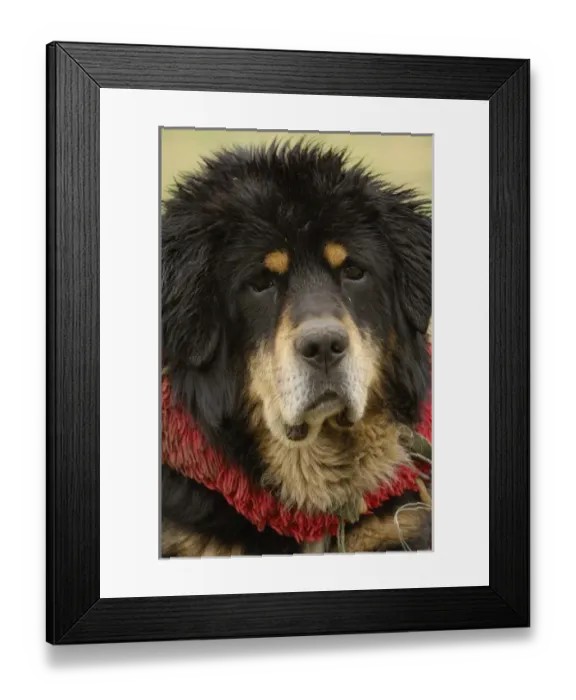 Framed Print : Tibetan mastif dog to compete at the Horse Racing Festival or Heavenly Steed Festival Framed Print : Tibetan mastif dog to compete at the Horse Racing Festival or Heavenly Steed Festival