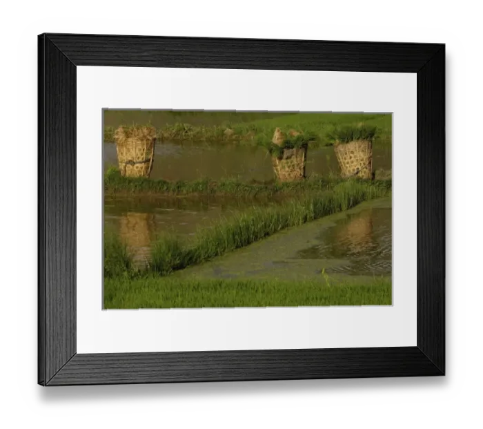 Framed Print : Rice plants in baskets for replanting. Jianchuan County, bordering Lijiang. Yunnan Province Framed Print : Rice plants in baskets for replanting. Jianchuan County, bordering Lijiang. Yunnan Province