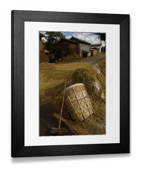 Framed Print : Bai ethnic minority laying wheat on the road for vehicles to drive over to separate Framed Print : Bai ethnic minority laying wheat on the road for vehicles to drive over to separate