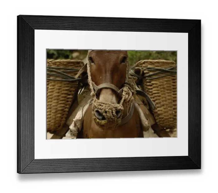 Framed Print : Mules carrying construction material up from on the banks of the Nu River. Gongshan County Framed Print : Mules carrying construction material up from on the banks of the Nu River. Gongshan County