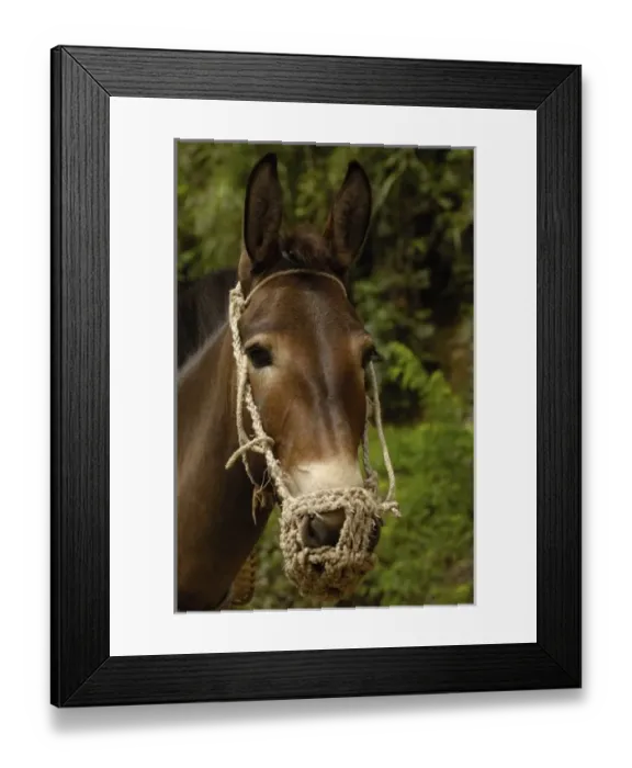 Framed Print : Mules carrying construction material up from on the banks of the Nu River. Gongshan County Framed Print : Mules carrying construction material up from on the banks of the Nu River. Gongshan County