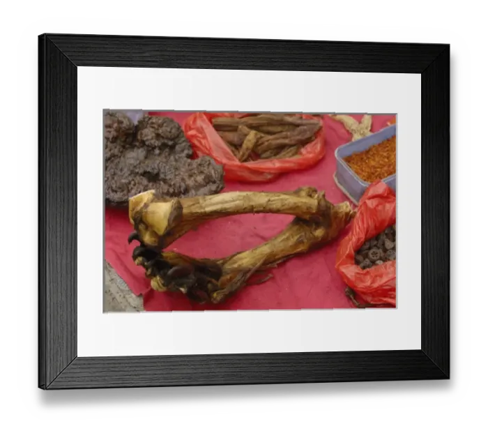 Framed Print : Tiger leg bones and feet with claws together herbal medicine being sold by Tibetans Framed Print : Tiger leg bones and feet with claws together herbal medicine being sold by Tibetans
