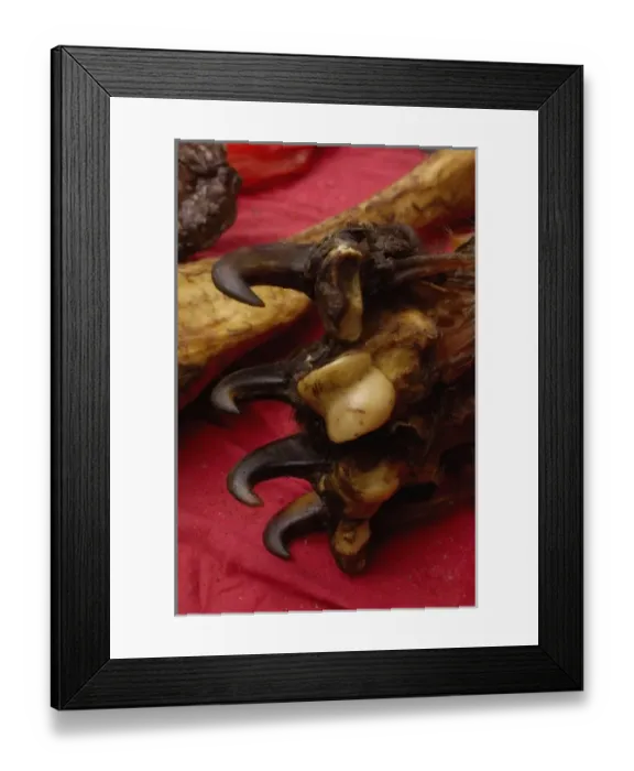 Framed Print : Tiger leg bones and feet with claws together herbal medicine being sold by Tibetans Framed Print : Tiger leg bones and feet with claws together herbal medicine being sold by Tibetans
