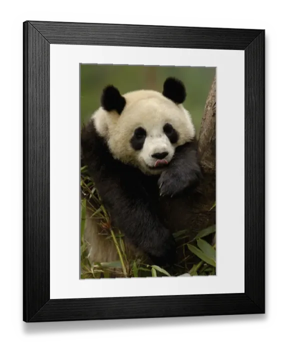 Framed Print : Asia, China Framed Print : Asia, China