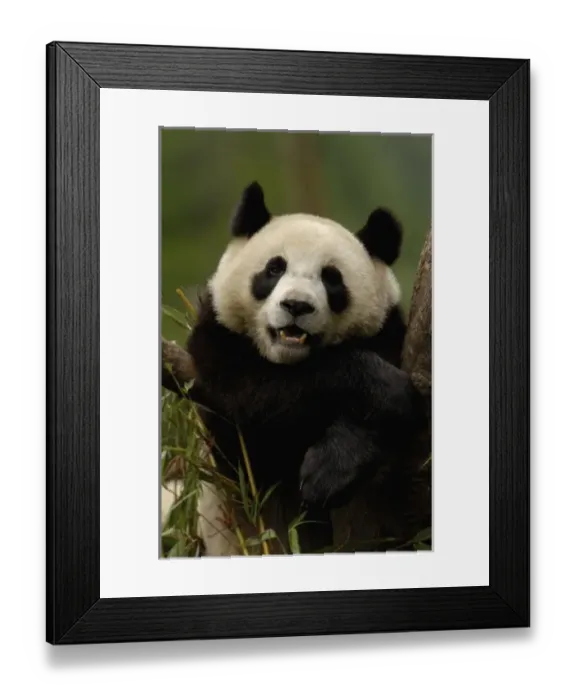 Framed Print : Asia, China Framed Print : Asia, China