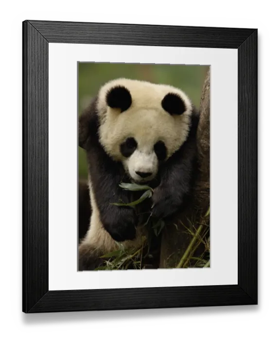 Framed Print : Asia, China Framed Print : Asia, China