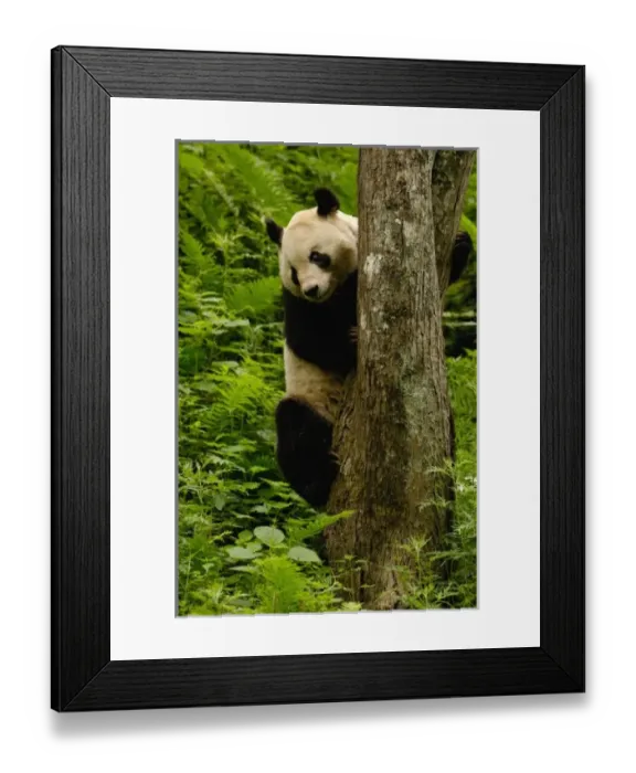 Framed Print : Asia, China Framed Print : Asia, China