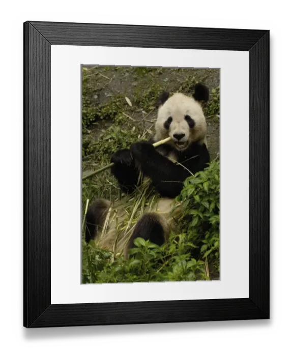 Framed Print : Asia, China