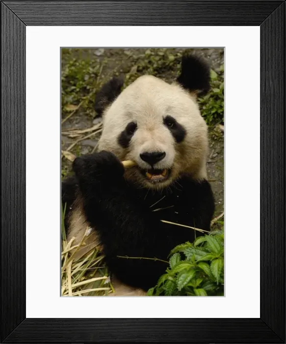 Framed Print : Asia, China Framed Print : Asia, China