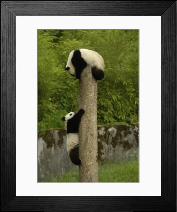 Framed Print : Giant panda Framed Print : Giant panda