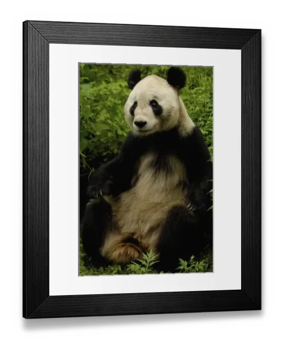 Framed Print : Giant panda (Ailuropoda melanoleuca) Family: Ailuropodidae. Wolong China Conservation Framed Print : Giant panda (Ailuropoda melanoleuca) Family: Ailuropodidae. Wolong China Conservation