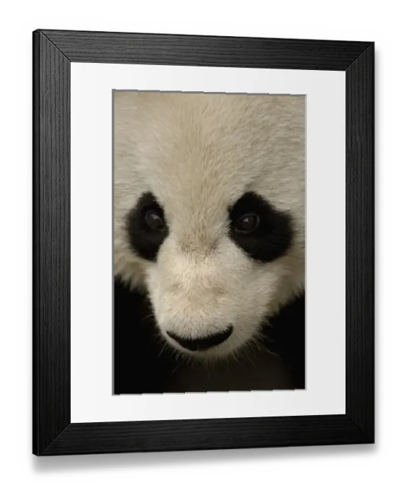 Framed Print : Asia, China