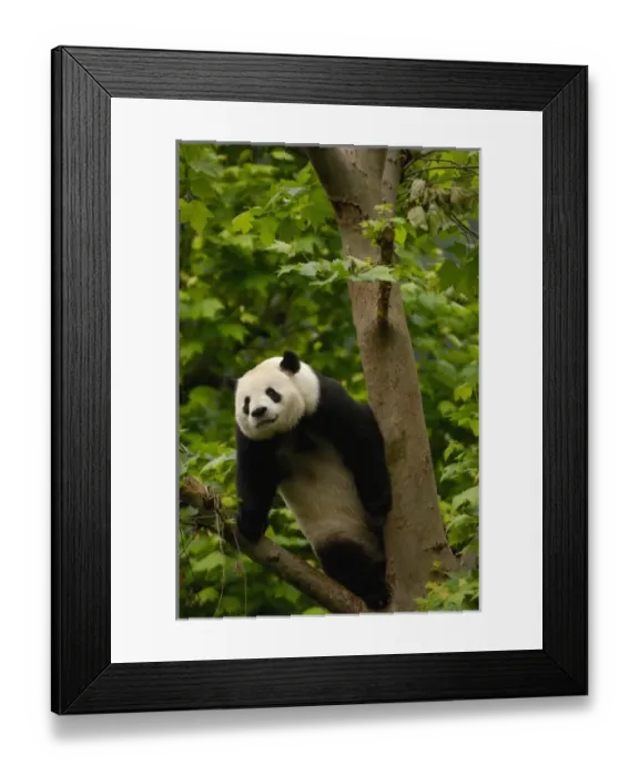Framed Print : Asia, China Framed Print : Asia, China