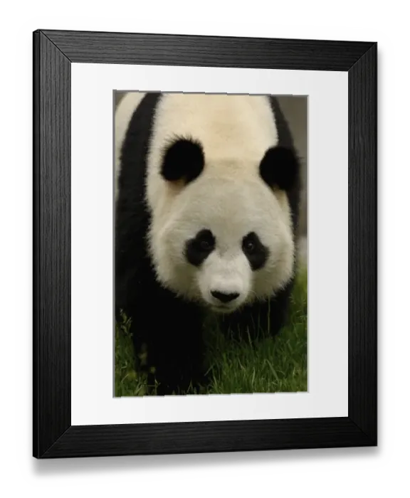 Framed Print : Giant panda (Ailuropoda melanoleuca) Family: Ailuropodidae. Wolong China Conservation Framed Print : Giant panda (Ailuropoda melanoleuca) Family: Ailuropodidae. Wolong China Conservation