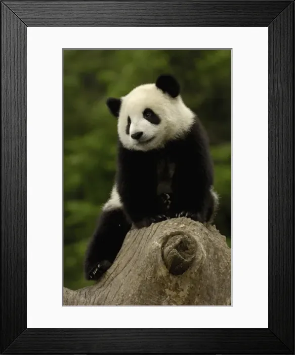 Framed Print : Asia, China