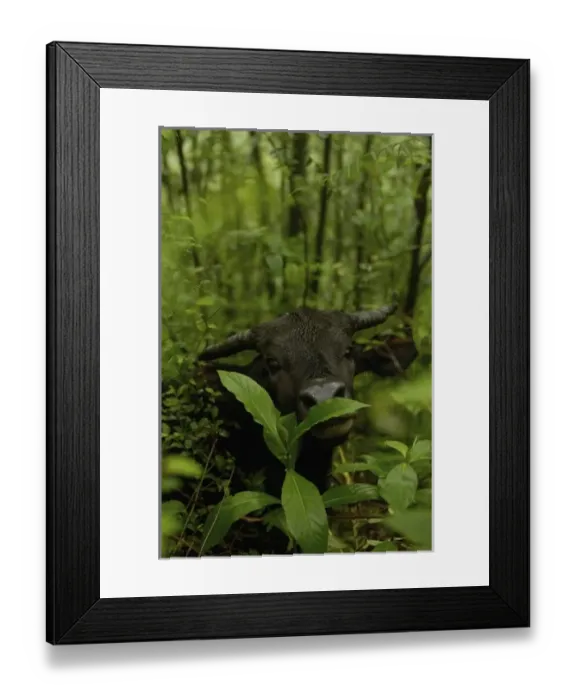 Framed Print : Banteng cross with domestic cow. (Bos javanicus) Banteng. Nu River Canyon. near Gongshan