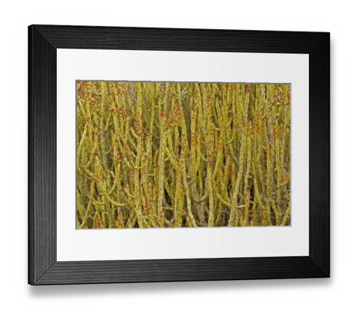 Framed Print : Asia, India