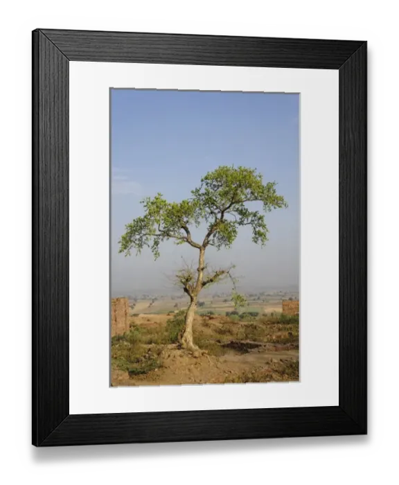 Framed Print : Unknown. Single tree, Fatehpur Sikri, in the state of Uttar Pradesh, India