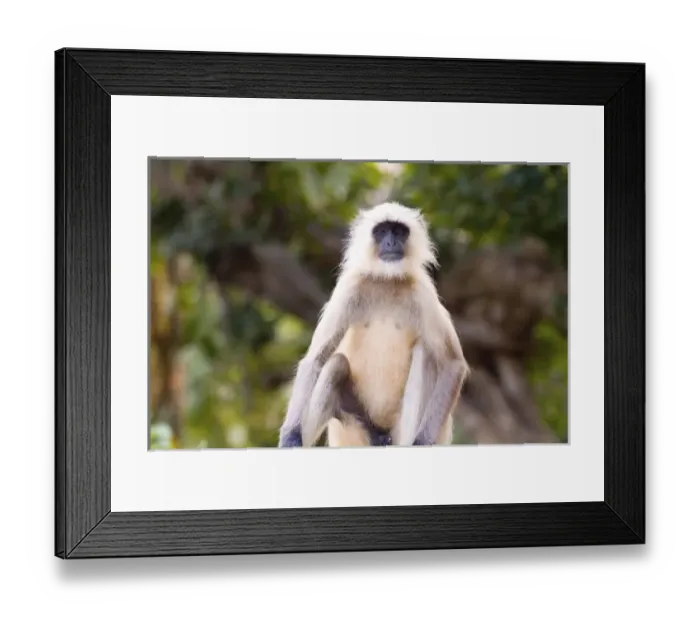 Framed Print : Asia, India