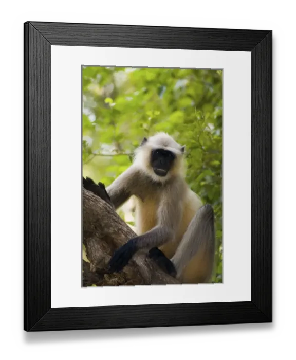 Framed Print : Asia, India