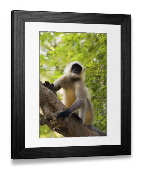 Framed Print : Asia, India Framed Print : Asia, India