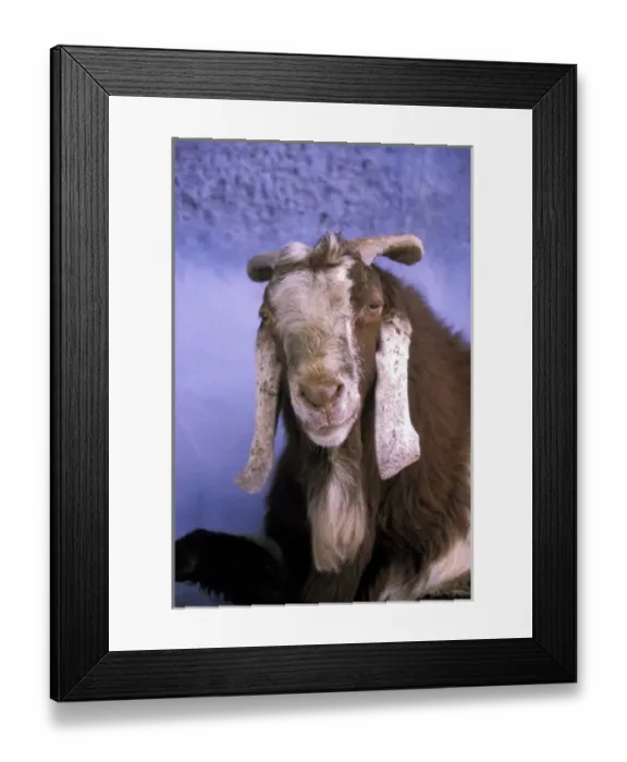 Framed Print : Asia, India, Jodhpur. Goat in niche in Muslim Blue City