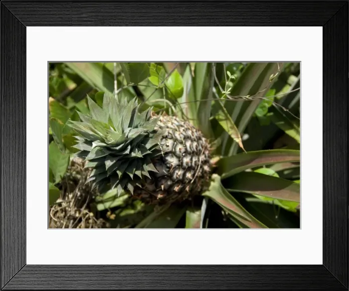 Framed Print : Asia, India