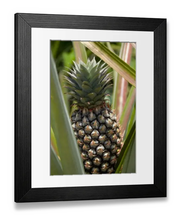 Framed Print : Asia, India Framed Print : Asia, India