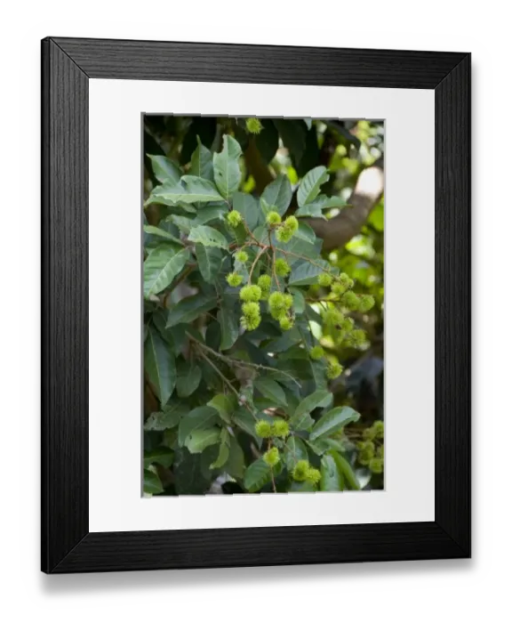 Framed Print : India, state of Karnataka, Mangalore. Soans Farm, unripe rombutan (Nephelium lappaceum) Framed Print : India, state of Karnataka, Mangalore. Soans Farm, unripe rombutan (Nephelium lappaceum)