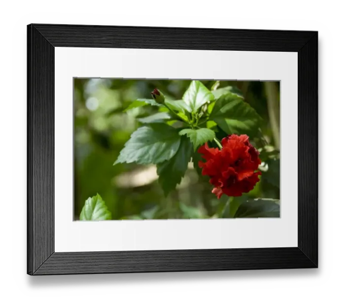 Framed Print : Asia, India Framed Print : Asia, India