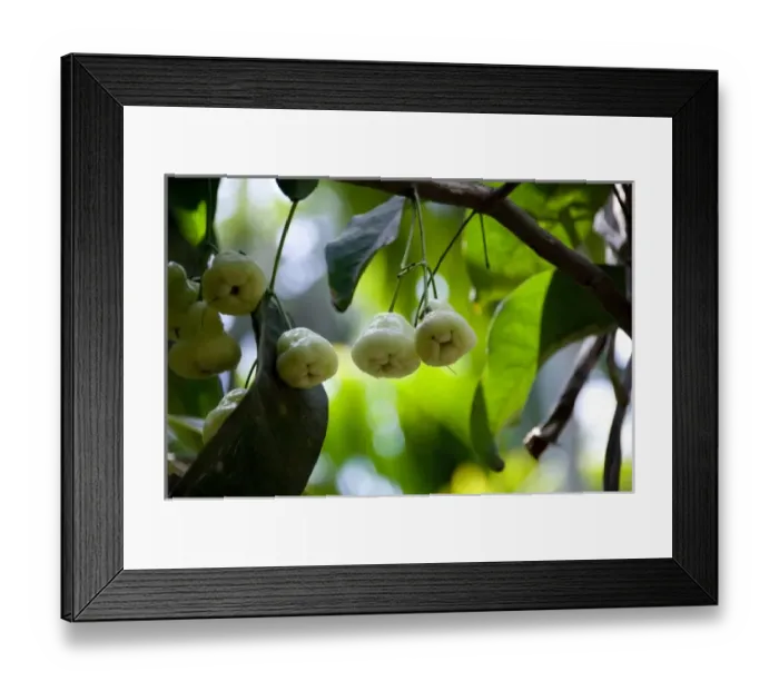 Framed Print : Asia, India Framed Print : Asia, India